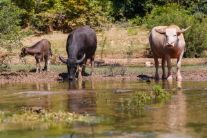 dowietnamu.pl-laos-1-7