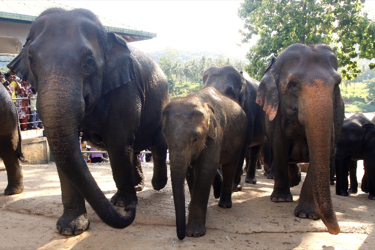 słonie w Pinnawela na Sri Lance