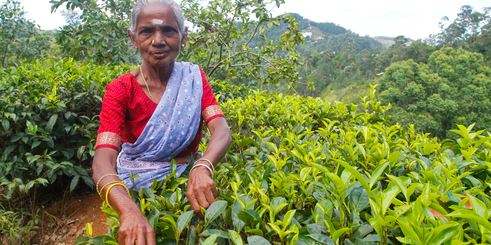 pola herbaty na Sri Lance