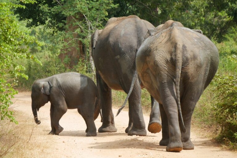 słonie w Udawalawe na Sri Lance