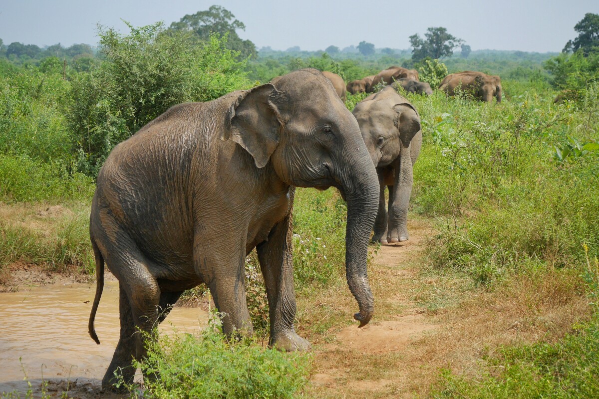 słonie w Udawalawe na Sri Lance