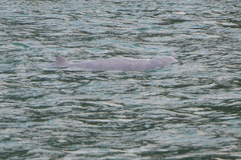 Delfin Irrawaddy