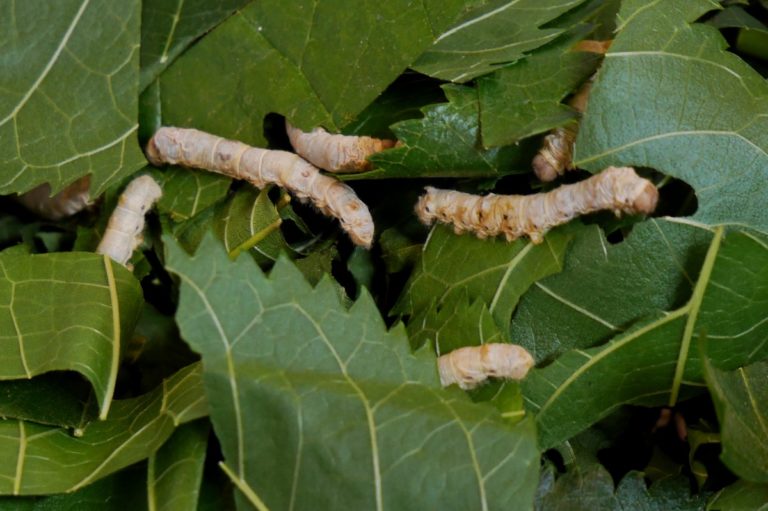 farma jedwabników w Phonsavan w Laosie