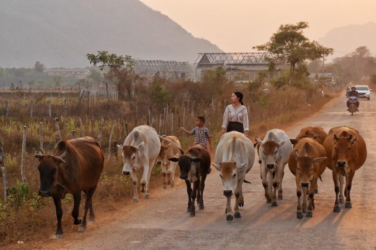 pola wokół Vang Vieng w Laosie