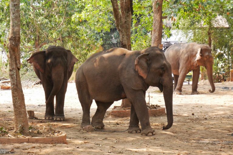 słonie w Whisky Village w Laosie