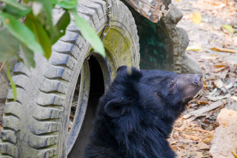 niedźwiedź w Kuang Si w Laosie