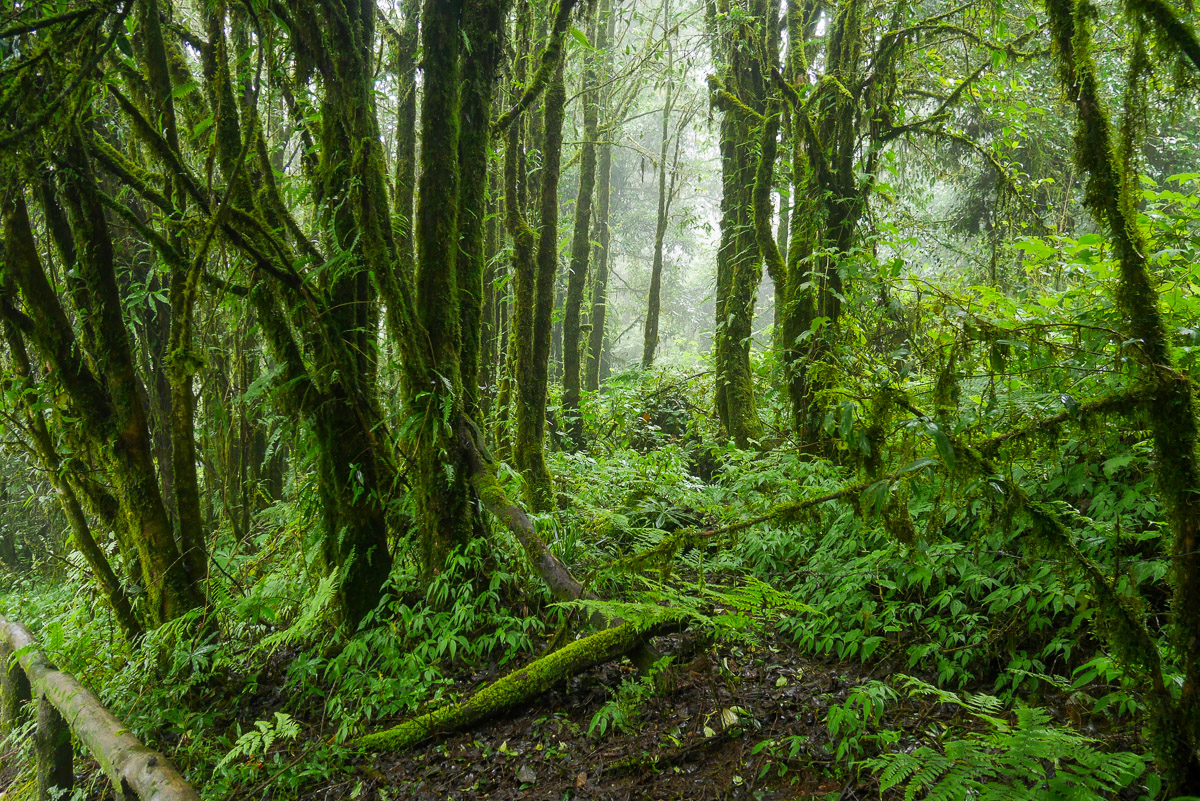 Doi Inthanon