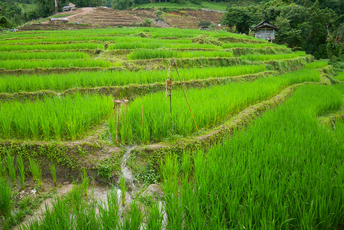pola ryżowe w Chiang Mai
