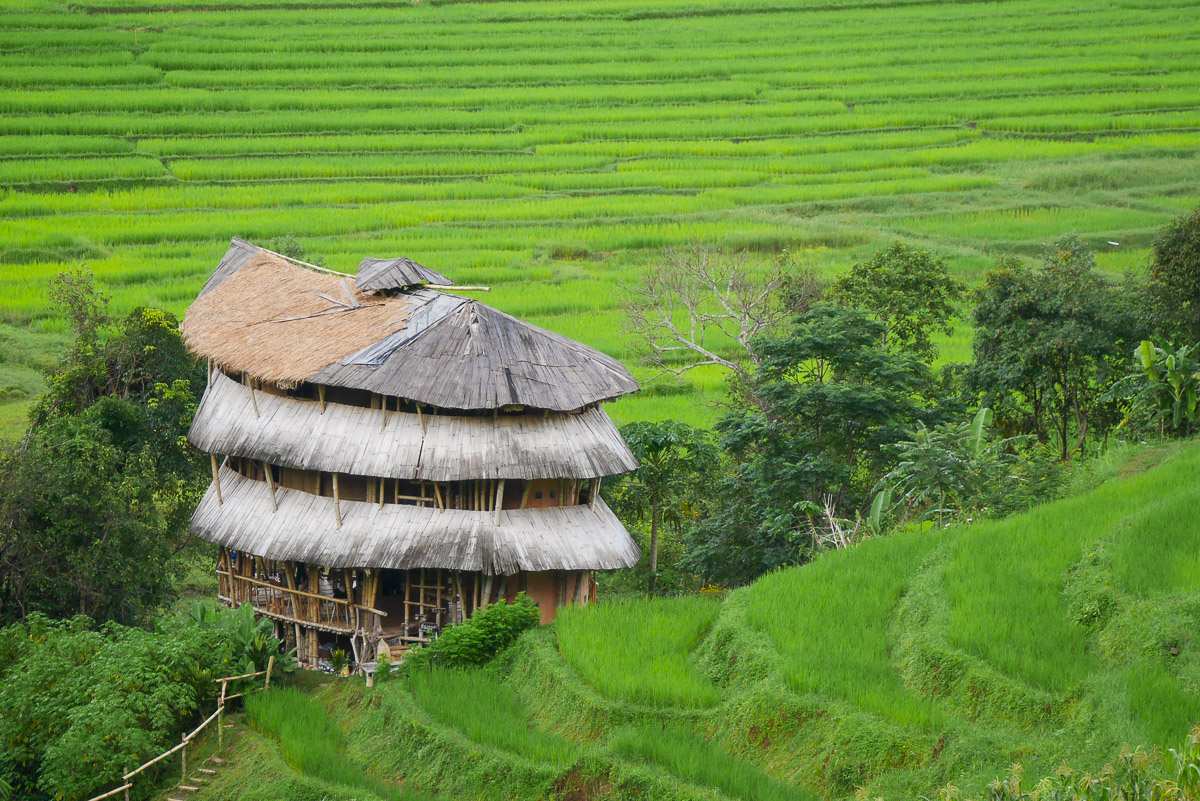 pola ryżowe w Chiang Mai