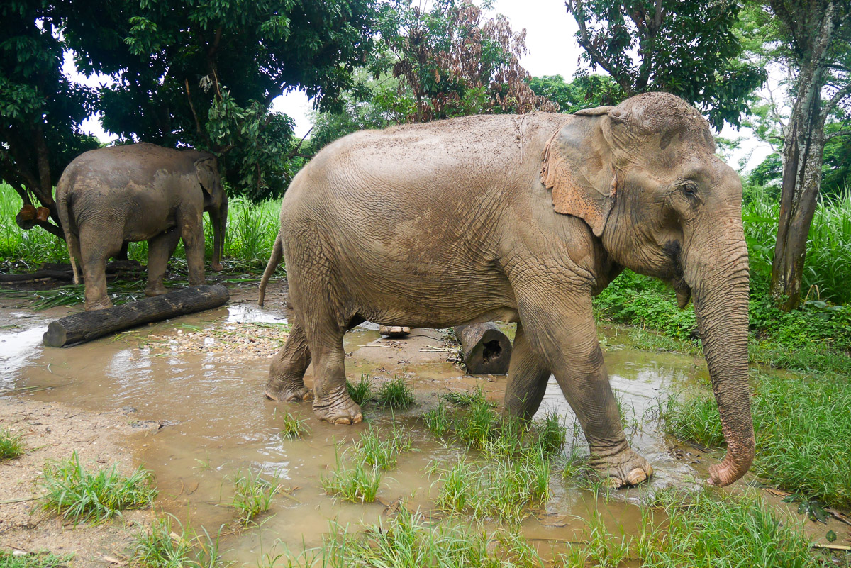 słonie w Chiang Mai