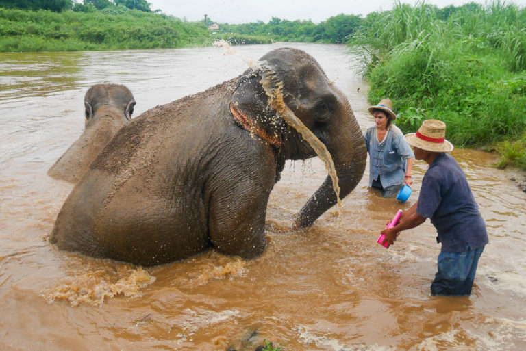 słonie w Chiang Mai