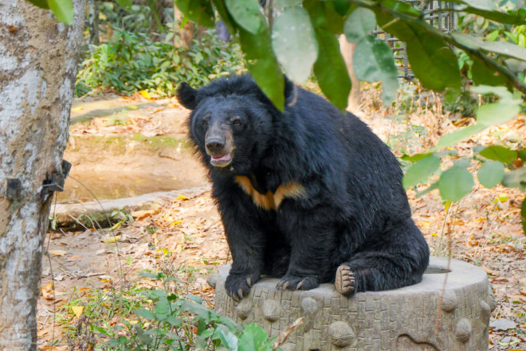 Niedźwiedź w rezerwacie Kuang Si