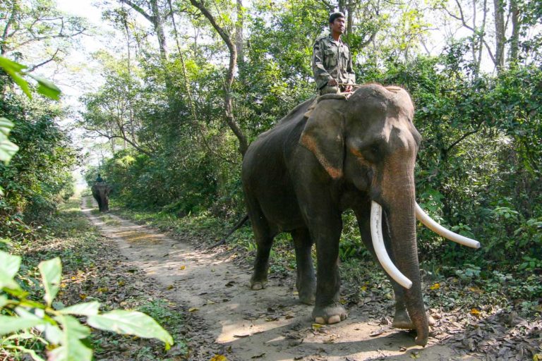 Słonie w Parku Narodowym Chitwan - Nepal