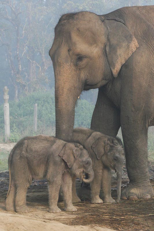 Słonie w Parku Narodowym Chitwan - Nepal
