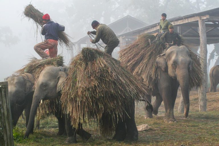 Słonie w Parku Narodowym Chitwan - Nepal