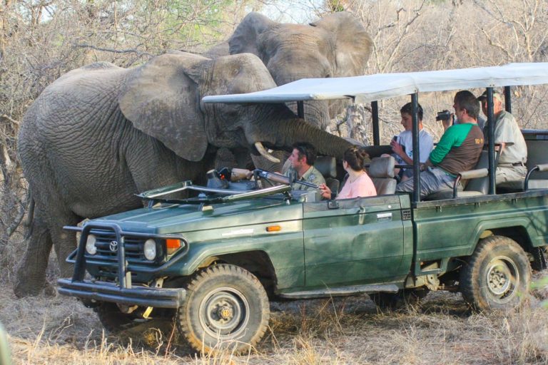 Słonie afrykańskie - RPA