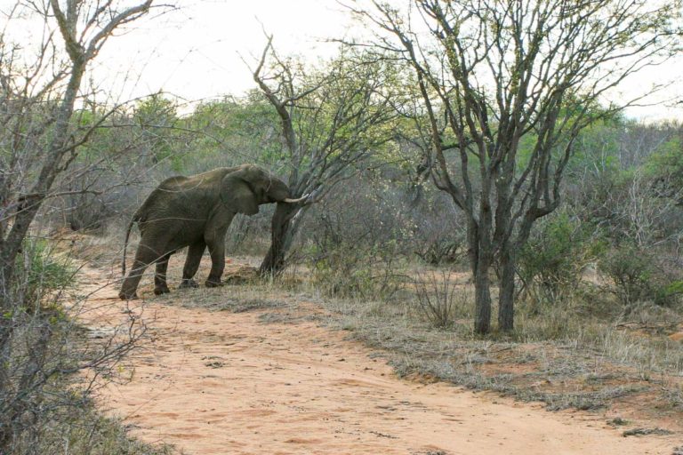 Słoń powala drzewo - RPA