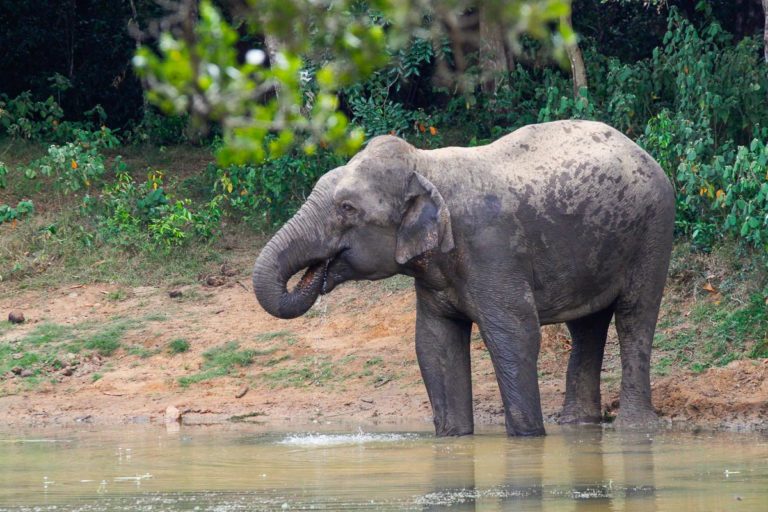 Słoń w Parku Narodowym Wilpattu na Sri Lance
