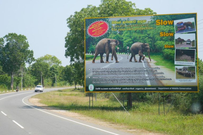 Droga na Sri Lance. Ostrzeżenie przed dzikimi słoniami
