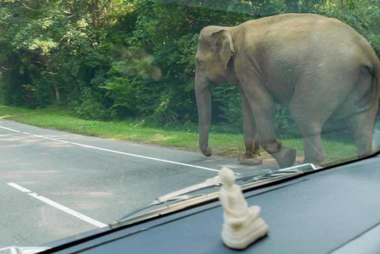 Dziki słoń na drodze - Sri Lanka
