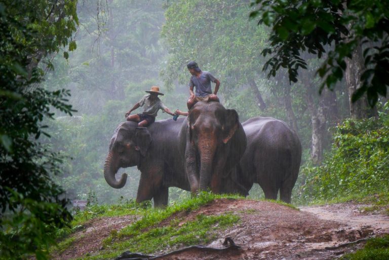 Słonie w pracy - Birma