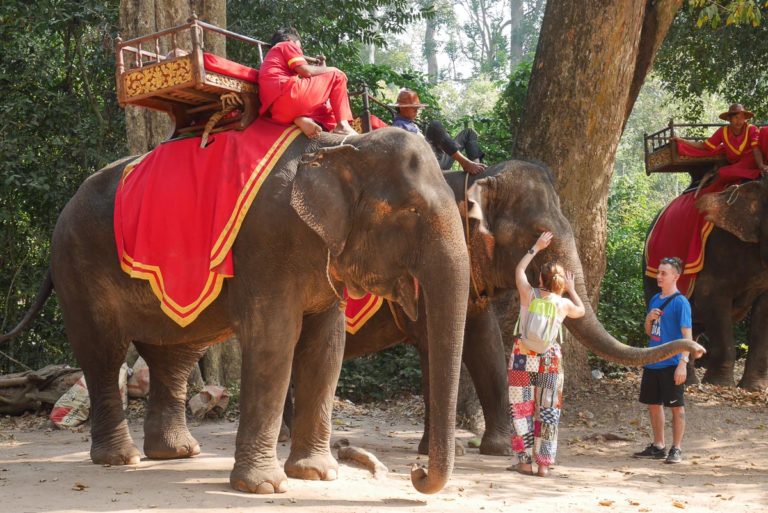 Słonie czekają na turystów w Angkor - Kambodża