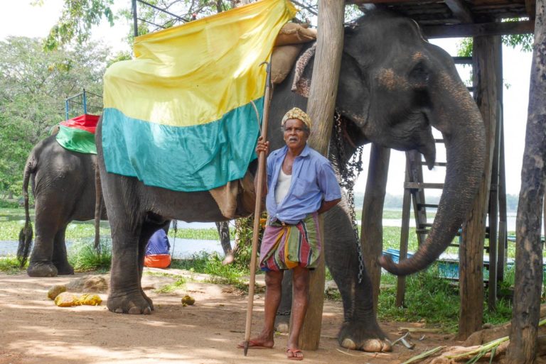 Słoń czeka na turystów - Sri Lanka