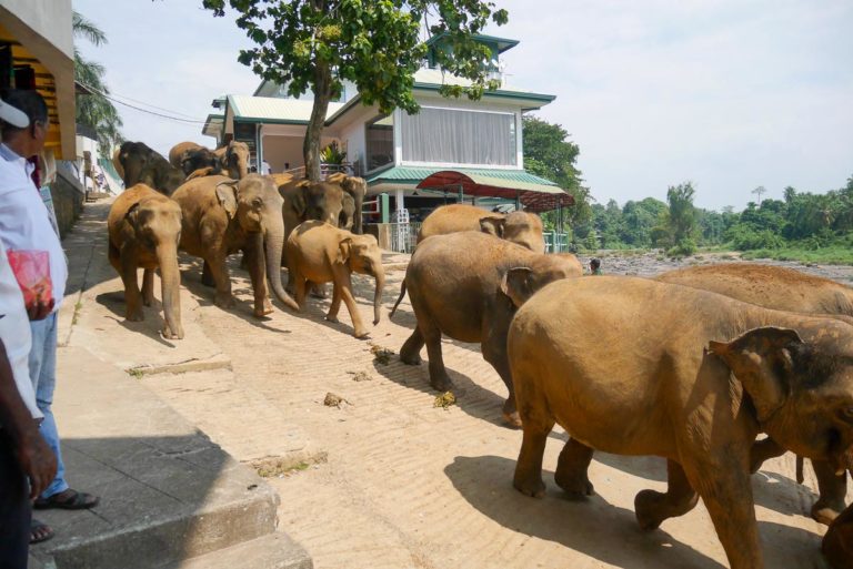 Słonie w sierocińcu Pinawella na Sri Lance
