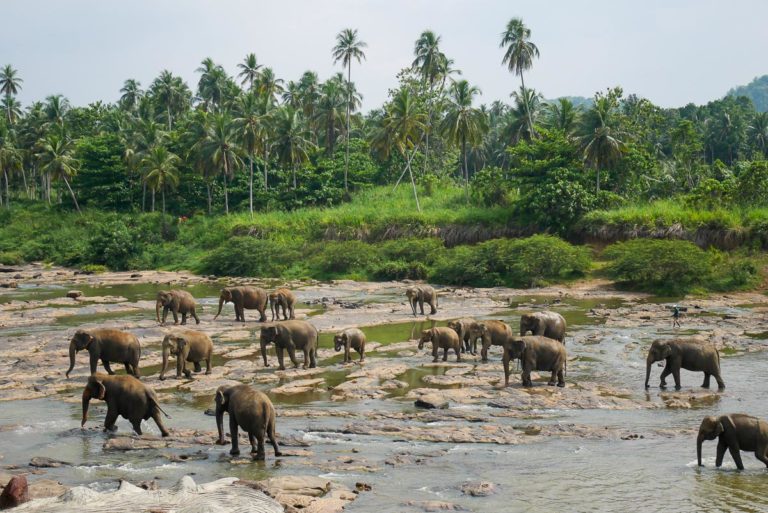 Słonie w sierocińcu Pinnawela na Sri Lance