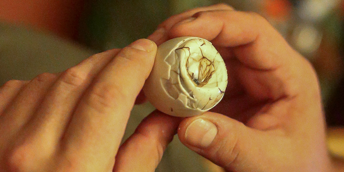 Balut