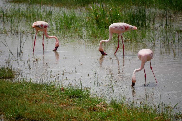 Flamingi różowe