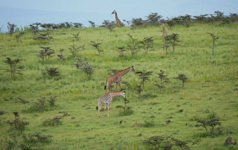 Żyrafy w obszarze chronionym Ngorongoro