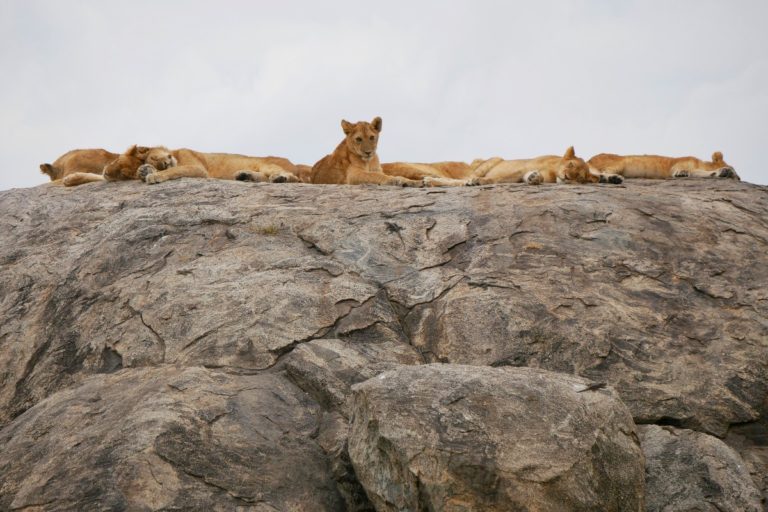 Lwy na skale - Serengeti