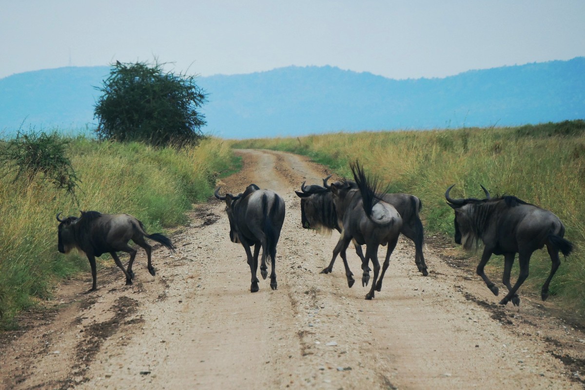 Spłoszone antylopy gnu