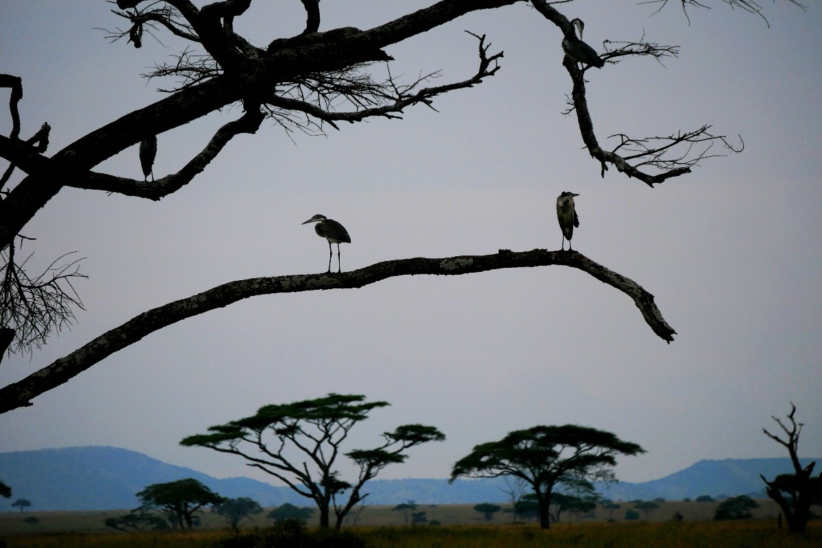 Wieczór w Serengeti