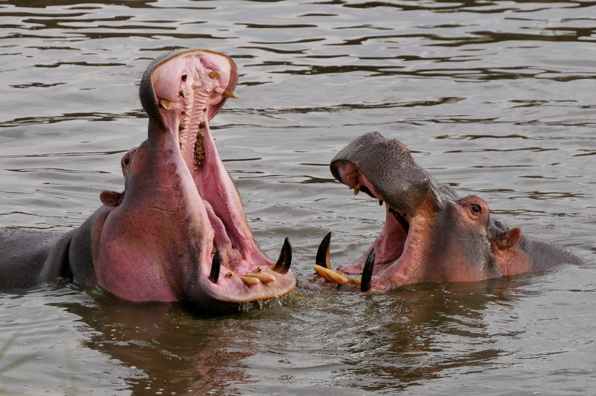 Wieczorna zabawa hipopotamów