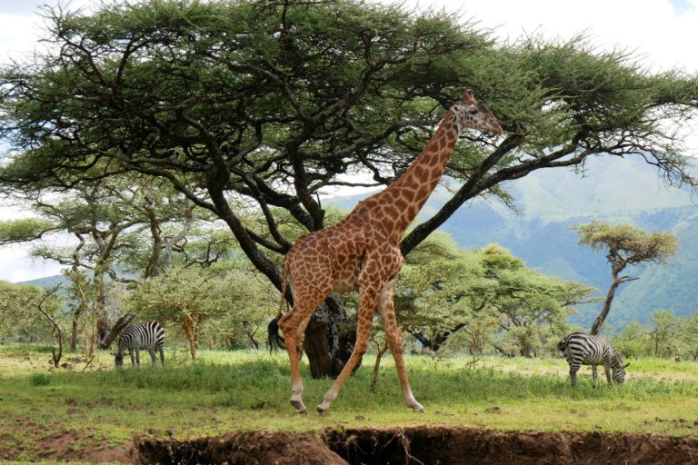 Obszar chroniony Ngorongoro