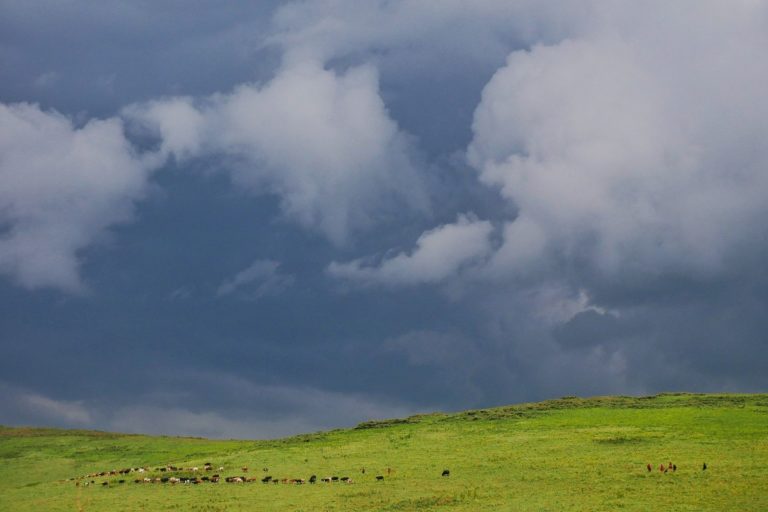 Masajowie wypasają bydło w Ngorongoro