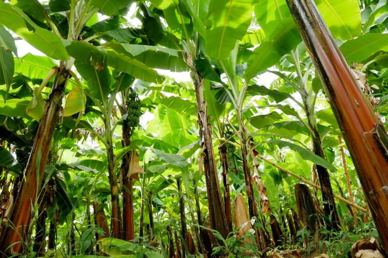 Plantacja bananów