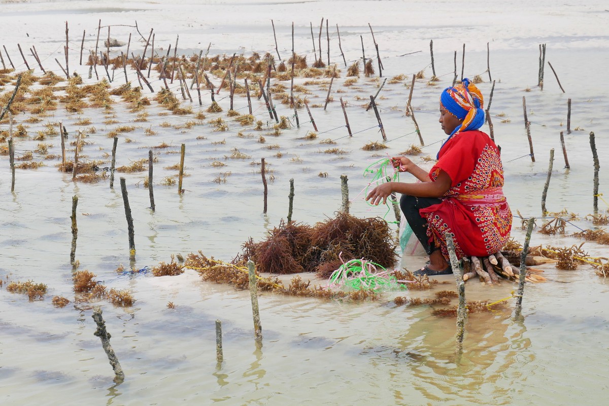 Kobiety pracują na plantacji alg, którą odsłonił spod wody odpływ