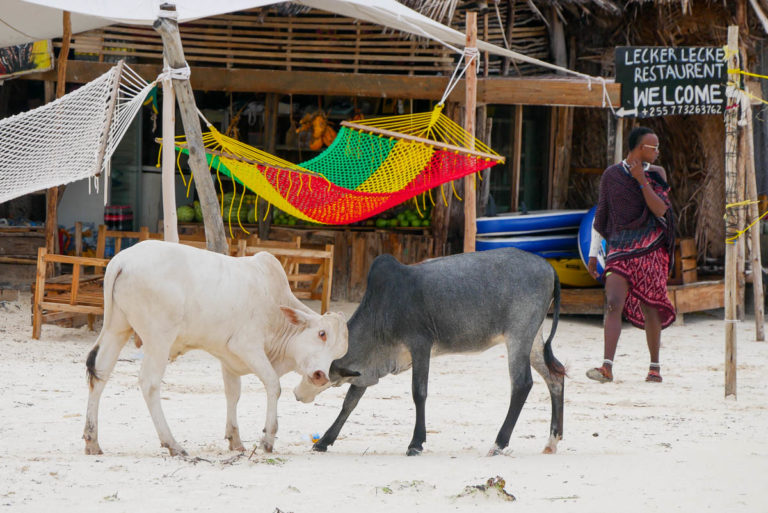 Krowy plażują na Zanzibarze