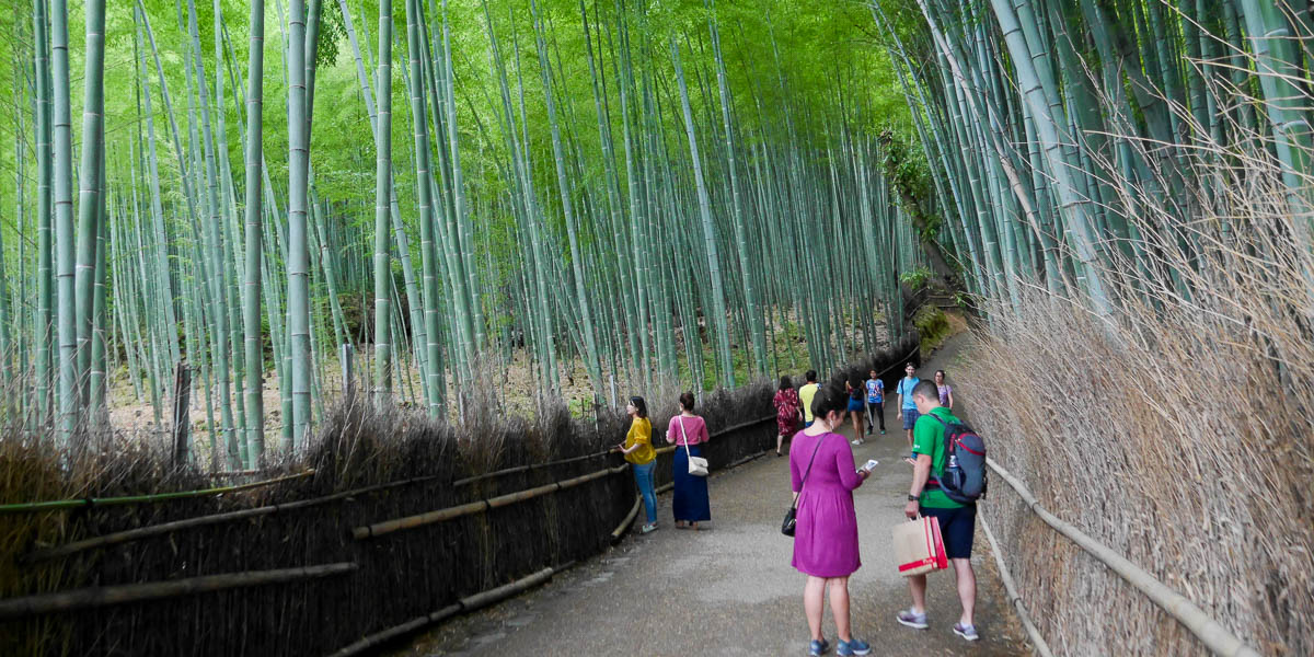 Bambus Arashiyama