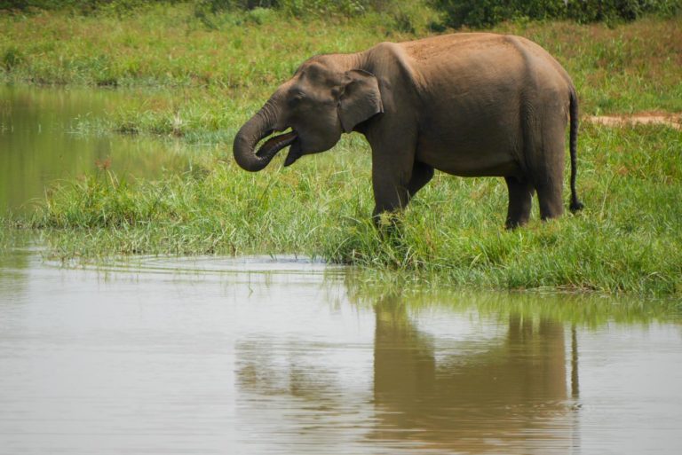 Słoń u wodopoju w Udawalawe