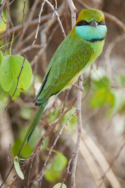 W Udawalawe jest 184 gatunków ptaków