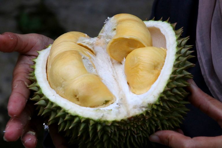 Durian ma w sobie tłuszcz, węglowodany, błonnik i cukry, a także wiele minerałów. Fot. Christopher Jayanata (Pixabay)