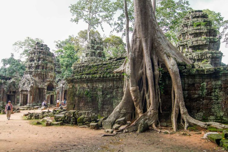 Drzewa wyrastają z budowli Ta Prohm