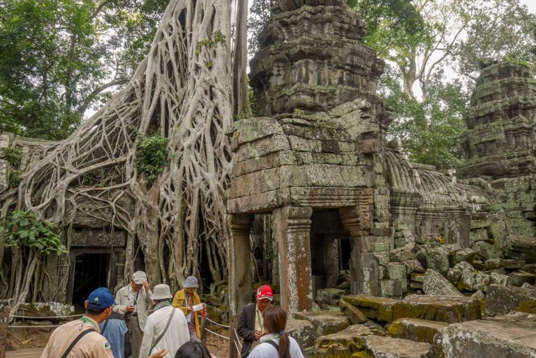 Drzewa obejmują budynki świątyni. Są integralną częścią Ta Prohm