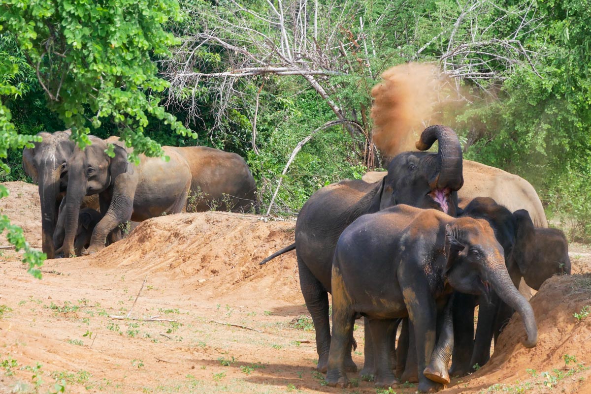 Słonie w Parku Narodowym Pinnawela